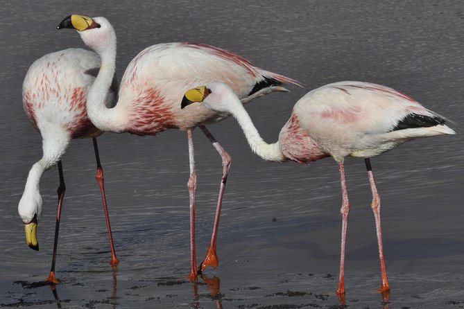 Full-Day Tour to Laguna De Los Pozuelos From Tilcara - Itinerary Highlights