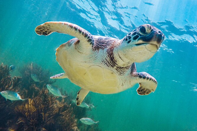 Full Day Tour to Tulum Cenote and Swim With Turtles in Akumal - Inclusions and Costs