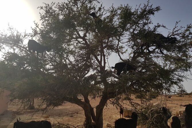 Full Day Trip to Essaouira From Agadir - Whats Included in the Trip