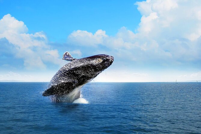 Full-Day Whale Watching Tour in Samana Bay From Uvero Alto - Island Visit and Lunch