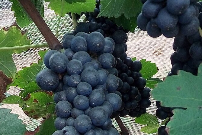 Full-Day Winery Tour From Rio - Inclusions and Exclusions