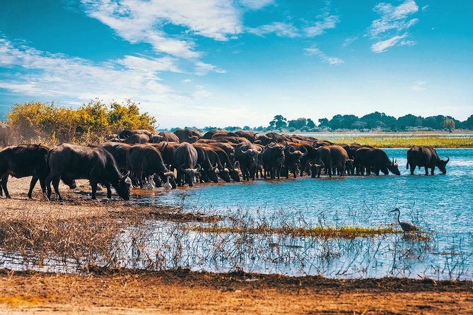 Full Day Zambezi National Park Golden Safari - Wildlife and Nature Highlights