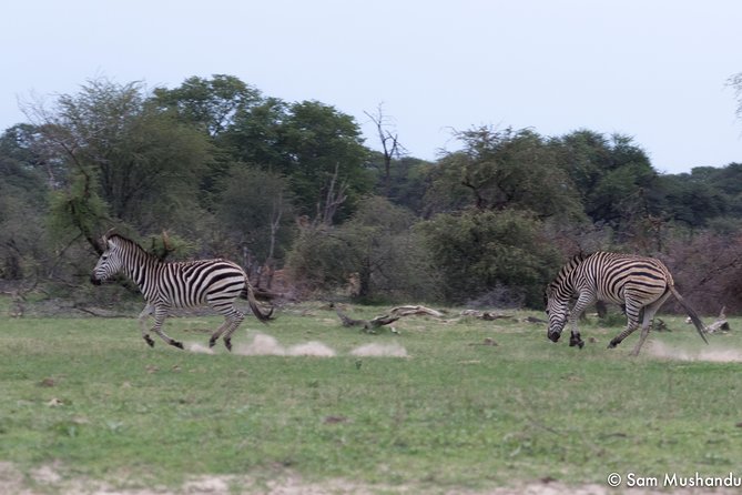 Full-Day Zimbabwe Zambezi National Park Safari & Lunch - Pricing and Booking
