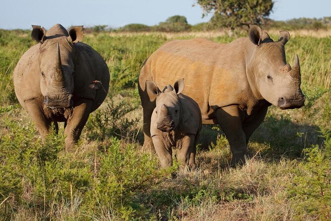 Game Drive in Mosi-Oa-Tunya National Park - Inclusions and Amenities