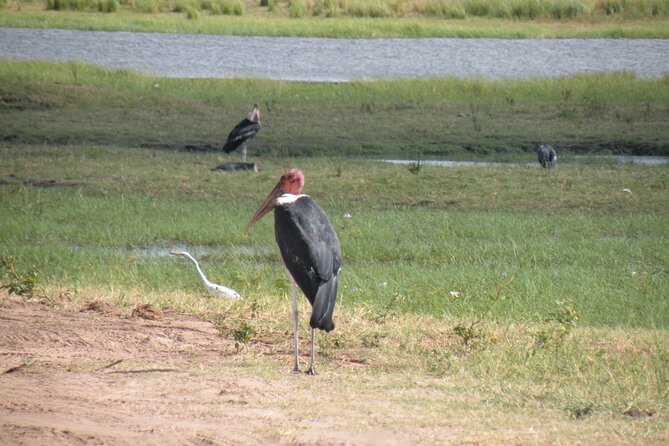 Game Drives in the Zambezi National Park - Traveler Feedback and Insights