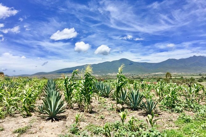 Gastronomy Experience, Culture Mezcal,Tasting & Textiles. Private Tour. - Meeting and Pickup