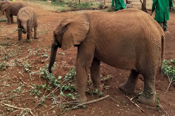 Giraffe Centre and Animal Orphanage Guided Tour In Nairobi. - Pickup and Accessibility