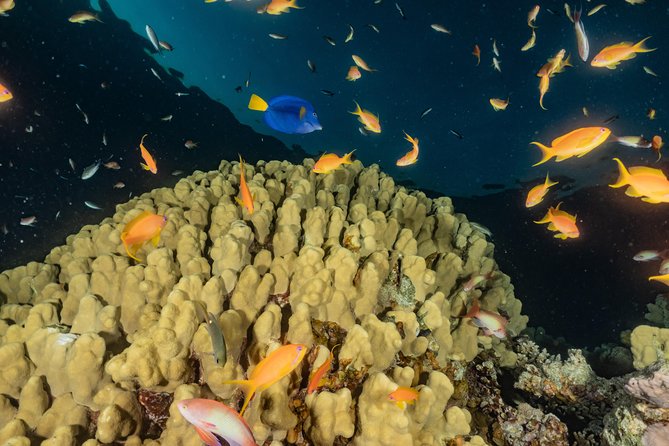 Glass Bottom Boat Cruise in Eilat - Accessibility and Booking Information