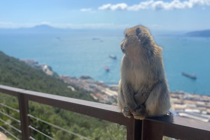 Go Tours Private Rock Experience Tour in Gibraltar - Included in the Experience