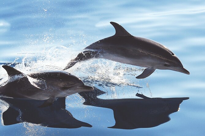 Gran Canaria Dolphin Watching Cruise - Inclusions and Amenities