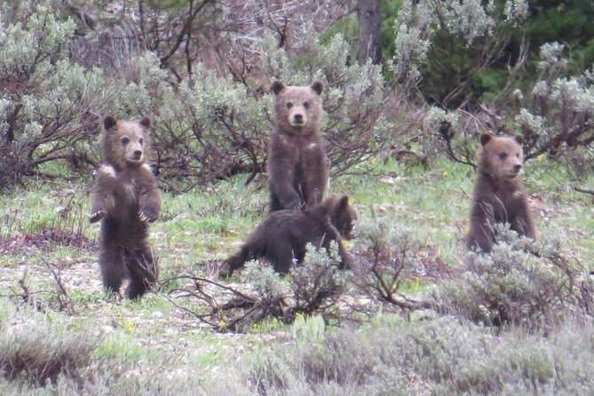 Grand Teton National Park - PRIVATE Sunrise Tour From Jackson Hole - Wildlife Encounter