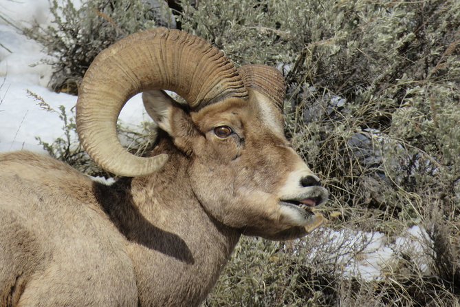 Grand Teton Park & Jackson Hole - PRIVATE Full-Day Wildlife Tour - Inclusions and Amenities