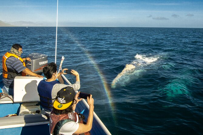 Gray Whale Watching Tour With Marine Biologist and Small Group - Inclusions