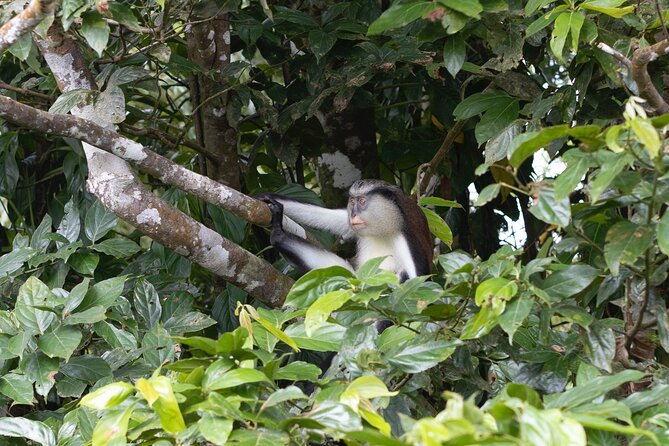 Grenada River Tubing and Annandale Falls Private Tour - Frequently Asked Questions