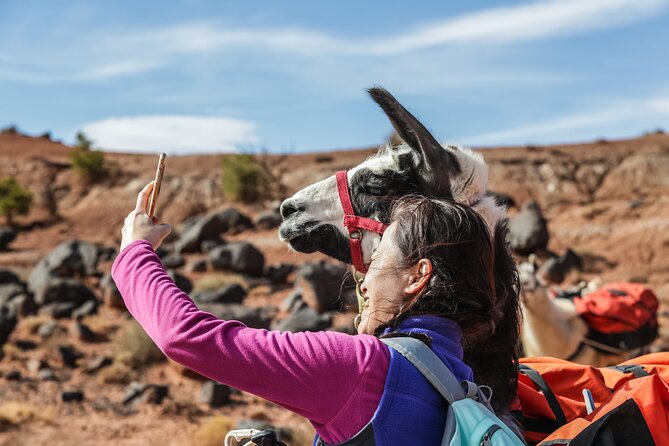 Guided Awesome 2-Hour Llama Hikes Private Experience - Schedule and Availability