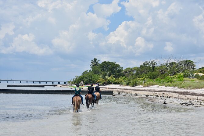 Guided Horseback Riding on The Pristine Waters of Miami Florida - Scenic Horseback Ride on the Beach