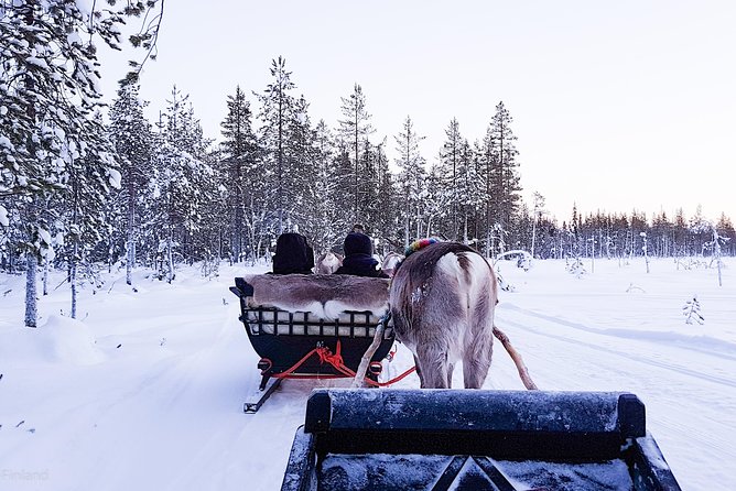 Guided Reindeer Farm Visit and One Hour Sledge Safari - Guiding the Reindeer-Drawn Sledge