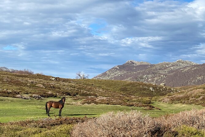 Guided Ride on the Plateau Du Coscione by Electric Mountain Bike - Positive Reviews Reflect Satisfaction