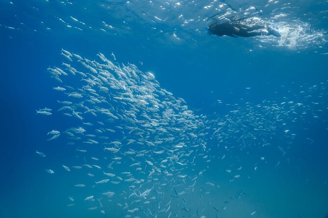 Guided Snorkeling Activity in Papagayo Beach Lanzarote - Health and Accessibility