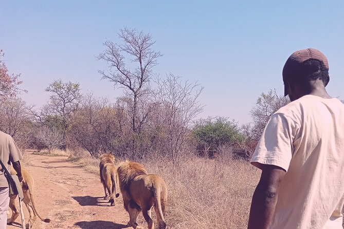 Guided Walking With Lions Bush-Walk Tour - Highlights of the Experience
