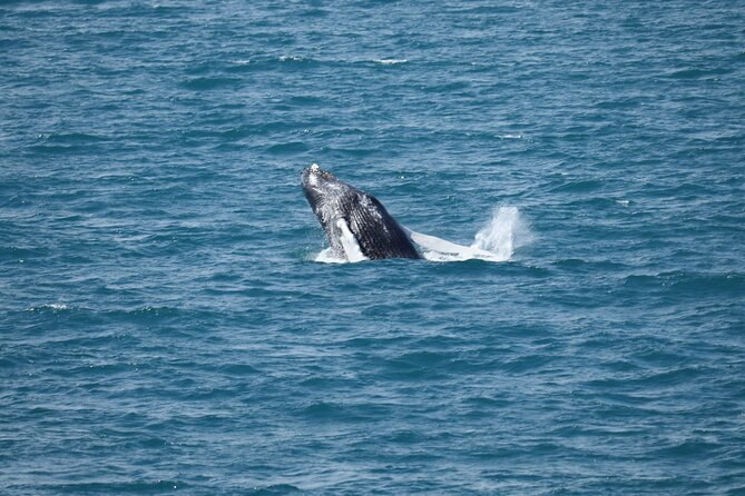 Guided Whale Watching Experience From Reykjavik - Amenities and Comfort