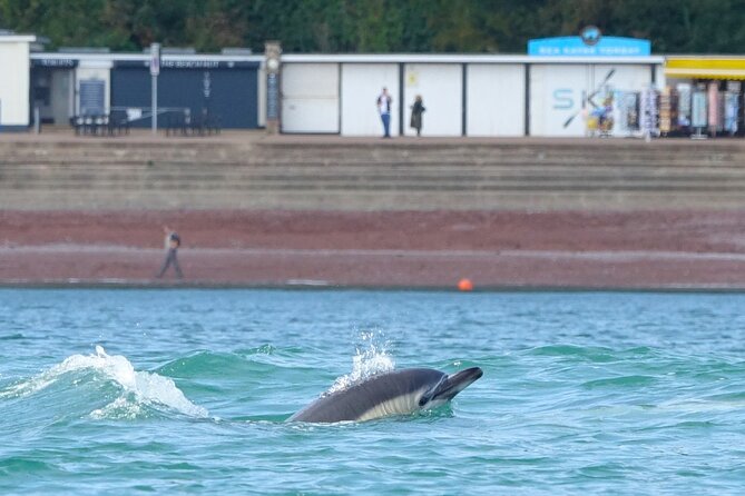 Guided Wildlife and Sea Cave Kayak Safari in English Riviera - Inclusions and Amenities