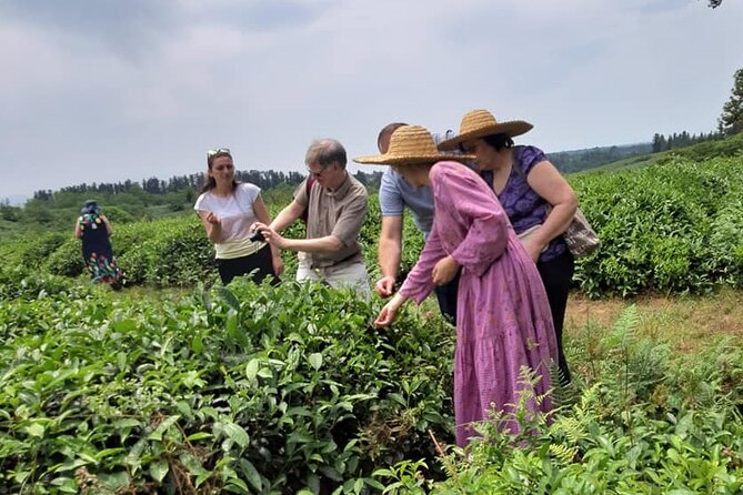 Guria Tour - Tea Road - Inclusions and Exclusions