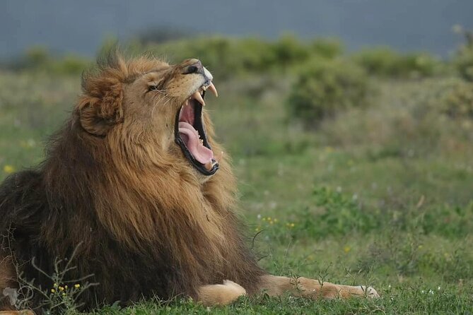 Half-Day Addo Elephant National Park - Meeting and Pickup Details
