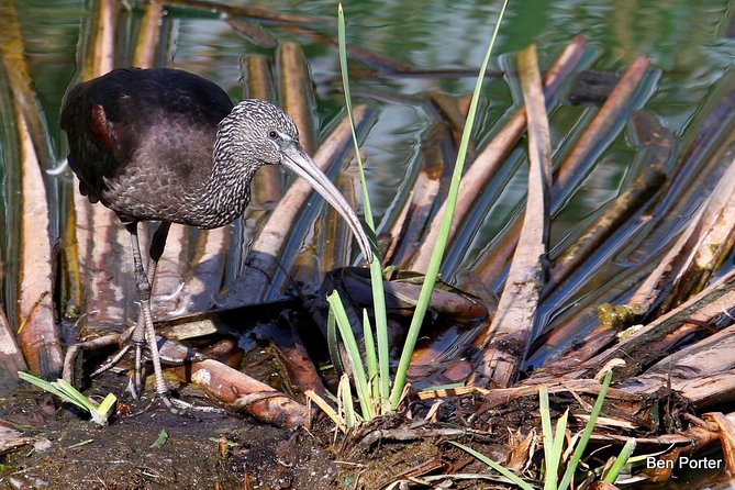 Half-Day Birdwatching Around Faro - Meeting Point and Schedule