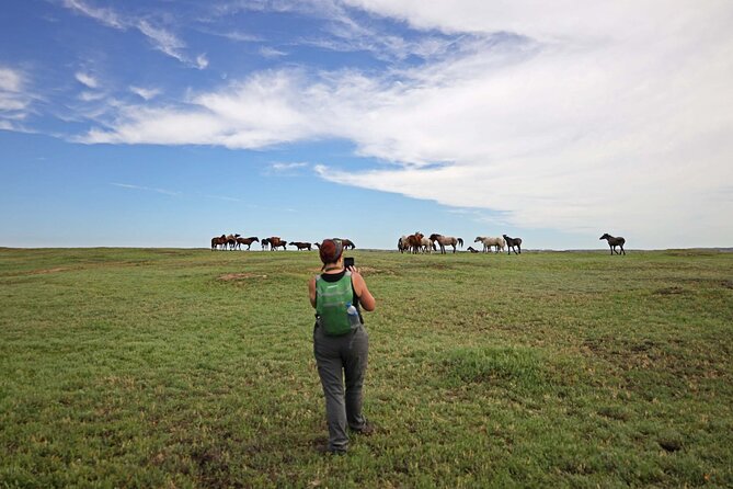 Half Day Chasing Horses Wildlife Photography Experience in North Dakota - Meeting Information