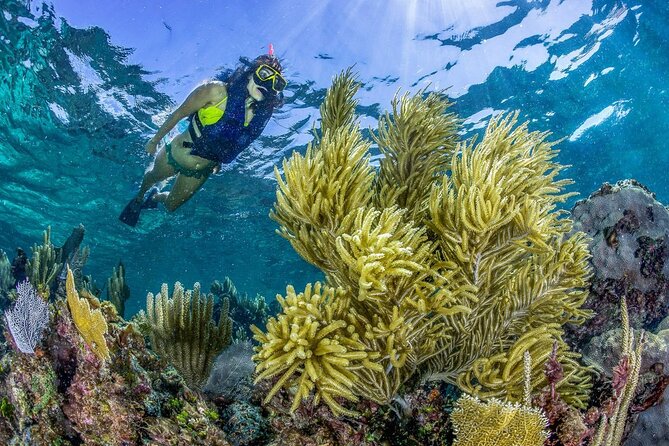 Half Day Guided Snorkeling Adventure in Puerto Morelos - Meeting Point and Pickup Details