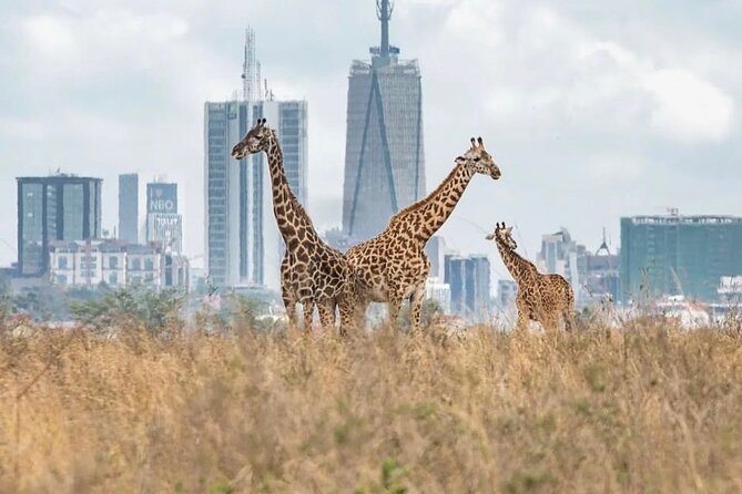 Half Day Nairobi National Park Private Safari - Meeting and Pickup Details