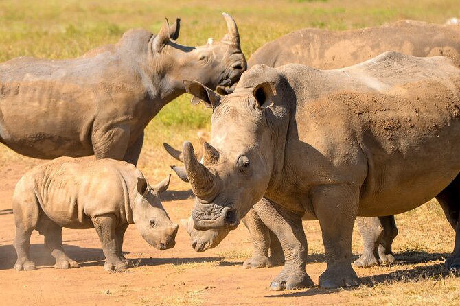 Half-Day Nairobi National Park Private Tour With Admission - Inclusions for the Tour