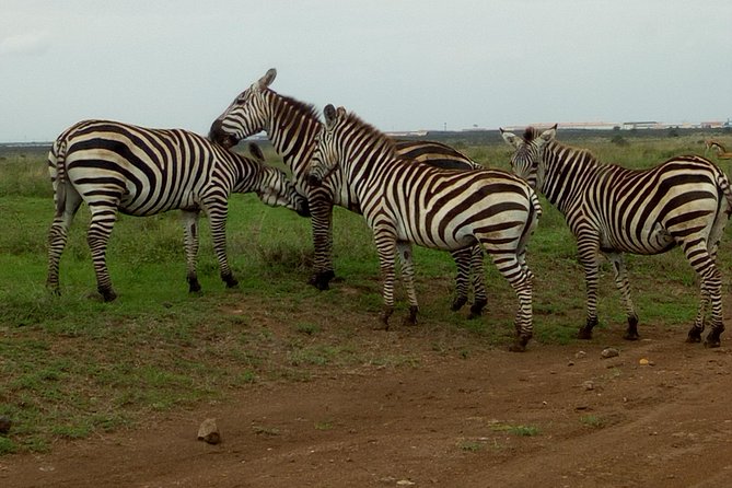 Half Day Nairobi National Park - Accessibility and Participation