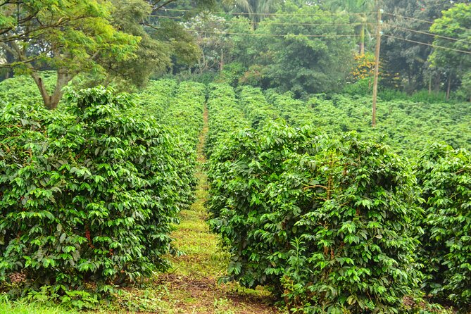 Half-Day Private Fairview Estate Coffee Farm Tour With Pick up - Pickup and Transportation Details
