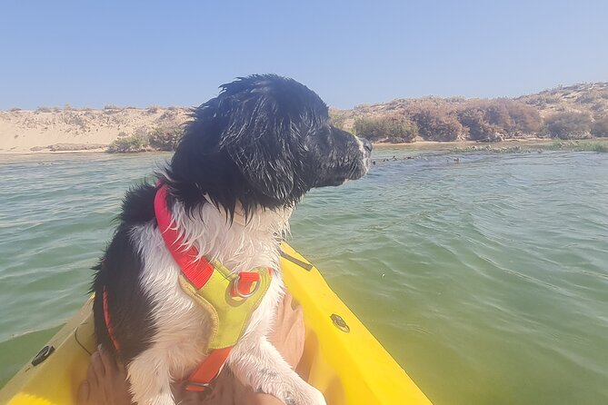 Half-Day Private Guided Kayak Island Tour - Location and Duration