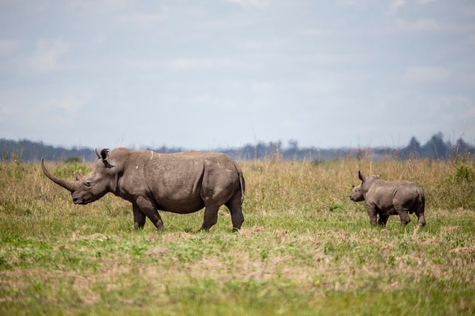 Half-Day Private Guided Safari Tour to Nairobi National Park - Meeting and Pickup Details
