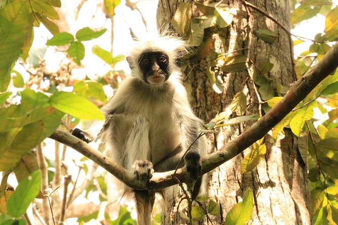 Half-Day Private Jozani Chwaka Bay Forest Tour in Zanzibar - Pricing Details