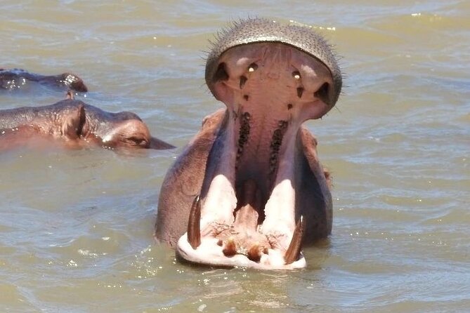 Half Day Tour in Isimangaliso Wetland Park - Meeting and Pickup Information