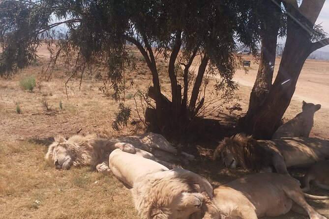 Half-Day Tour to Rhino And Lion Reserve in Krugersdorp - Tour Schedule