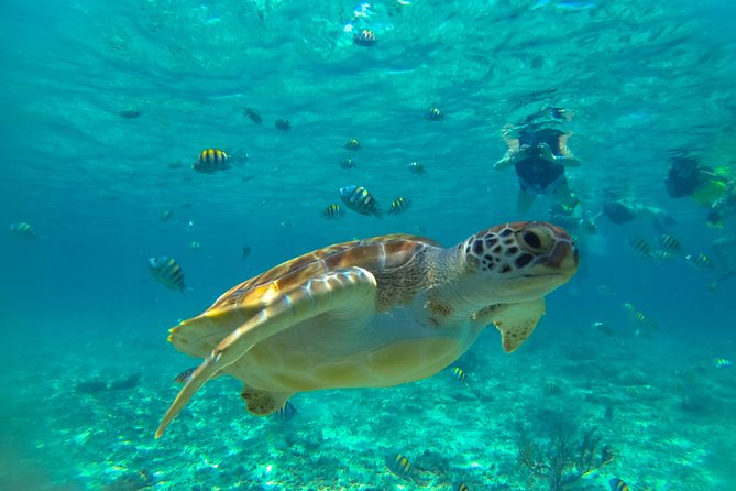 Half-Day Underwater World Tour - Pickup and Transportation Details