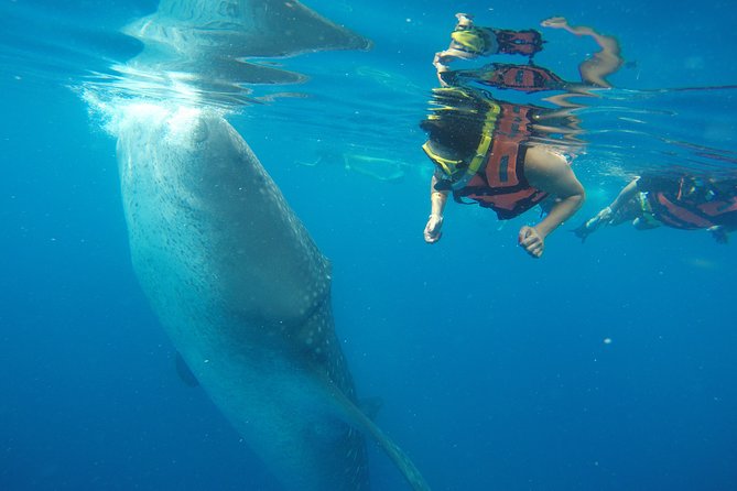Half Day Whale Shark Tour From Playa Del Carmen - Inclusions