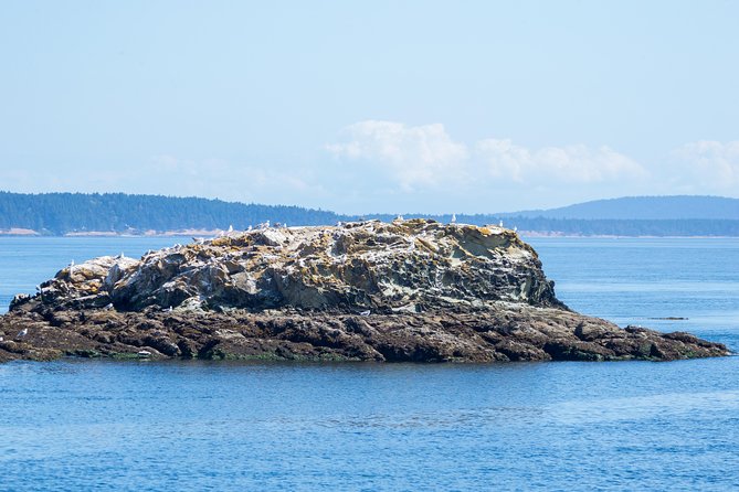 Half-Day Whale Watching Adventure From Victoria - Meeting Point and Logistics