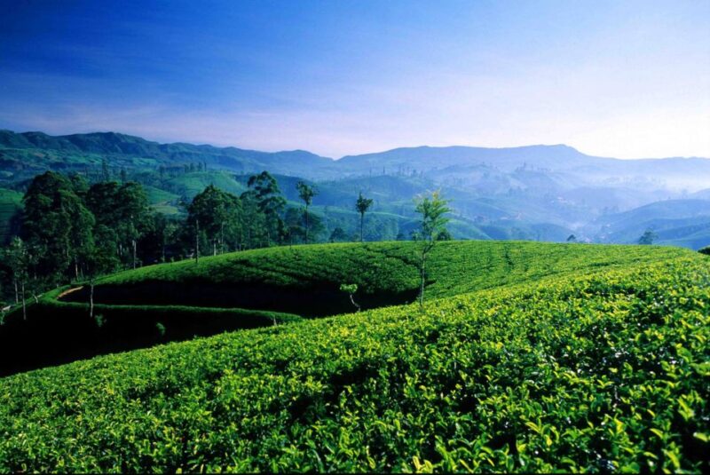 Hambantota/Tangalle/Hiriketiya: Ella Highlands Day Tour - Good To Know
