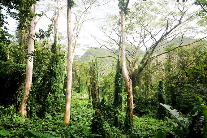 Hawaiian Waterfall Hike - Exploring the Lush Tropical Rainforest