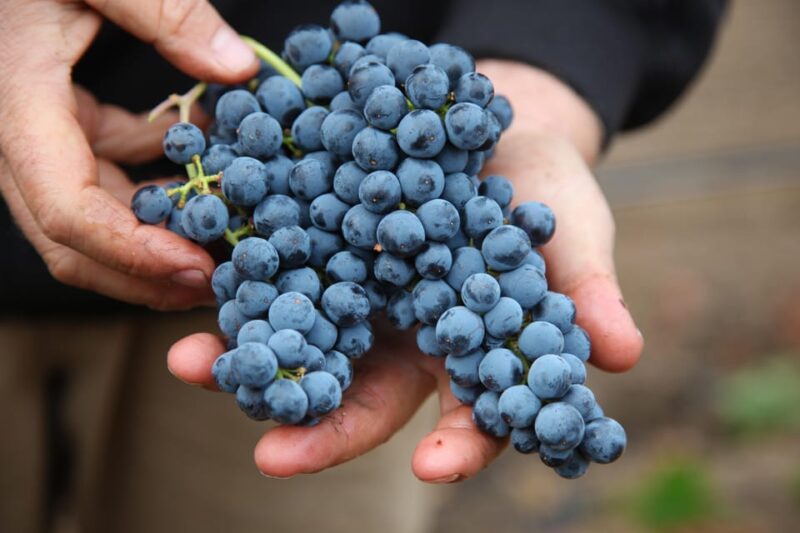 Heraklion: Olive Farm, Winery, and Raki Distillery Tour - Good To Know