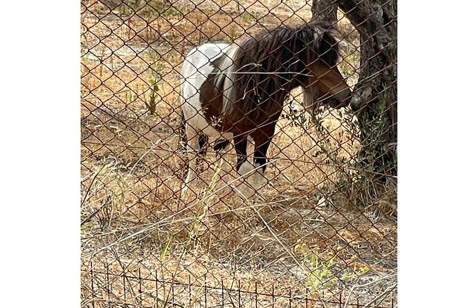 Heraklion:Olive & Dragon Fruit Farm Tour & Cretan Farmers Brunch - Arrival and Pickup
