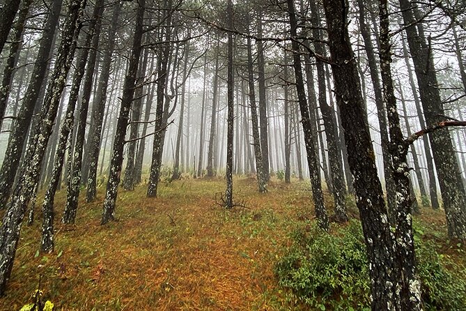 Hiking in the Enchanted Forest of Ixtepeji With Rescue Dogs - Meeting and Pickup Details
