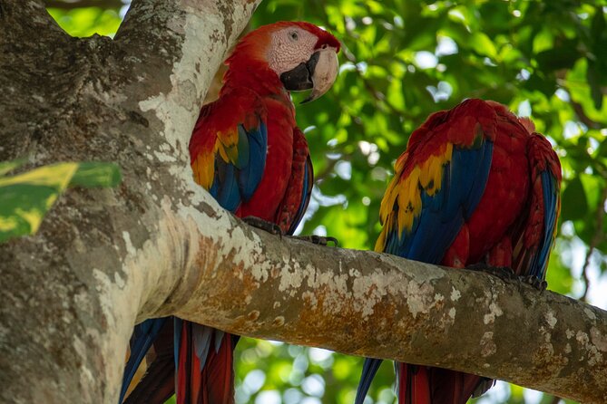 Hire Costa Rica Driver for 10-Hour (Solo Traveler) - Customized Itinerary