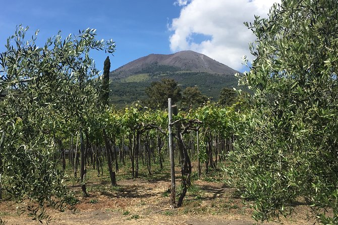 History and Wine - Private Car Service, Guided Tour of Pompeii and Wine Tasting - Comfortable Private Transportation